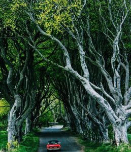 Dark Hedges Ireland Game of Thrones setting