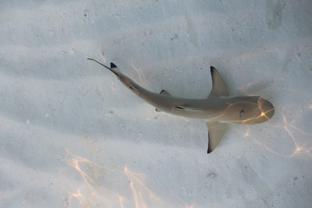 Sand sharks - so adorable and harmless: don't worry, they eat plankton