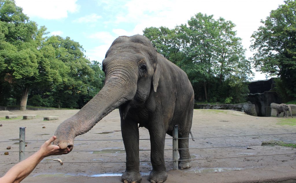 Hamburg Zoo Hagenbeck Germany