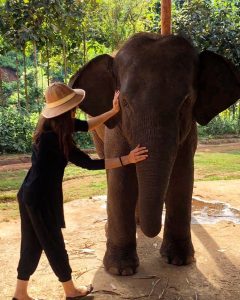 Myanmar Green Hill Valley elephants