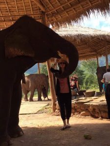 Myanmar Green Hill Valley elephants